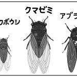 父のセミ講座